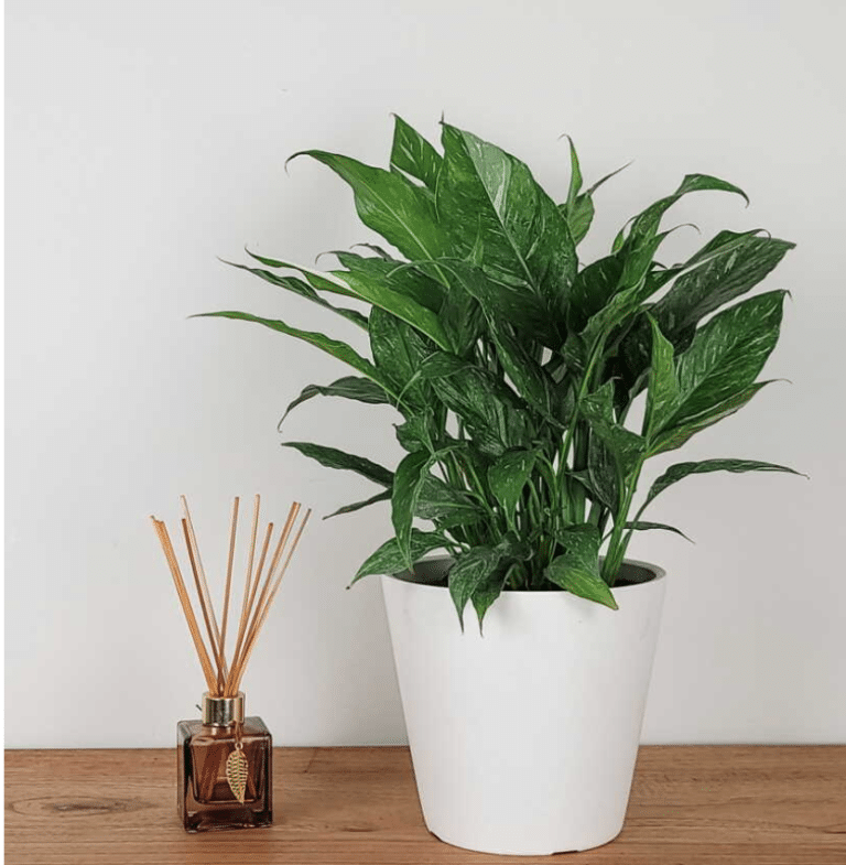 variegated peace lily: care and styling guide